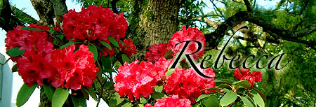 Red Rhododendrons